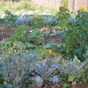 Image de cultures associées